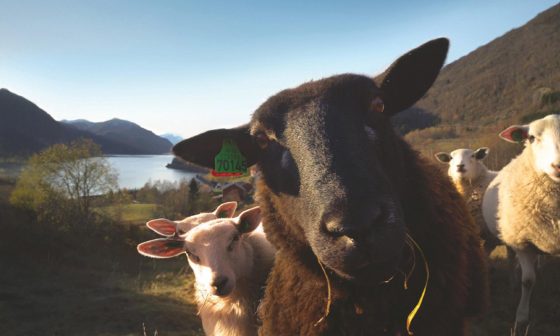 Woolly Schaf dir das Glück