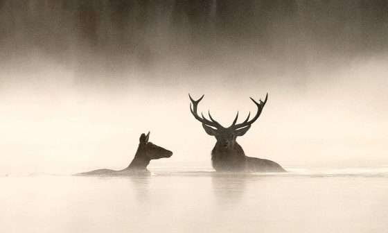 Le Chant des forêts das Flüstern der Wälder