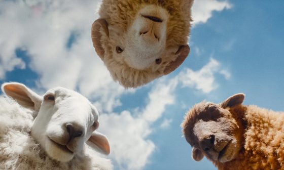 Glennkill: Ein Schafskrimi eine Herde für alle Fälle